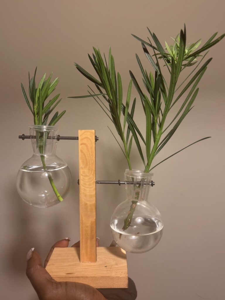 Buddhist pine