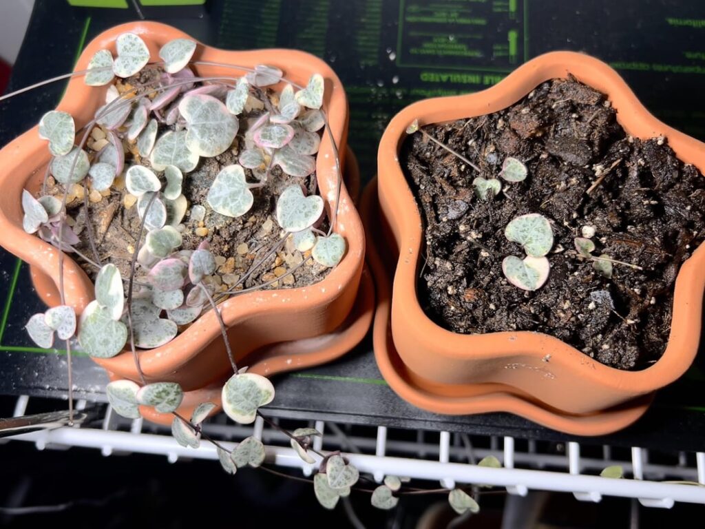 Starting to propagate my variegated SOH, I’m so excited Starting to propagate my variegated SOH, I’m so excited