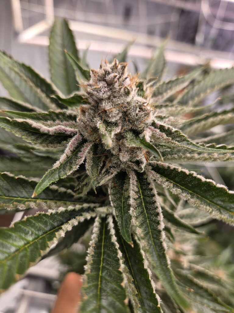 Strawmata day 41