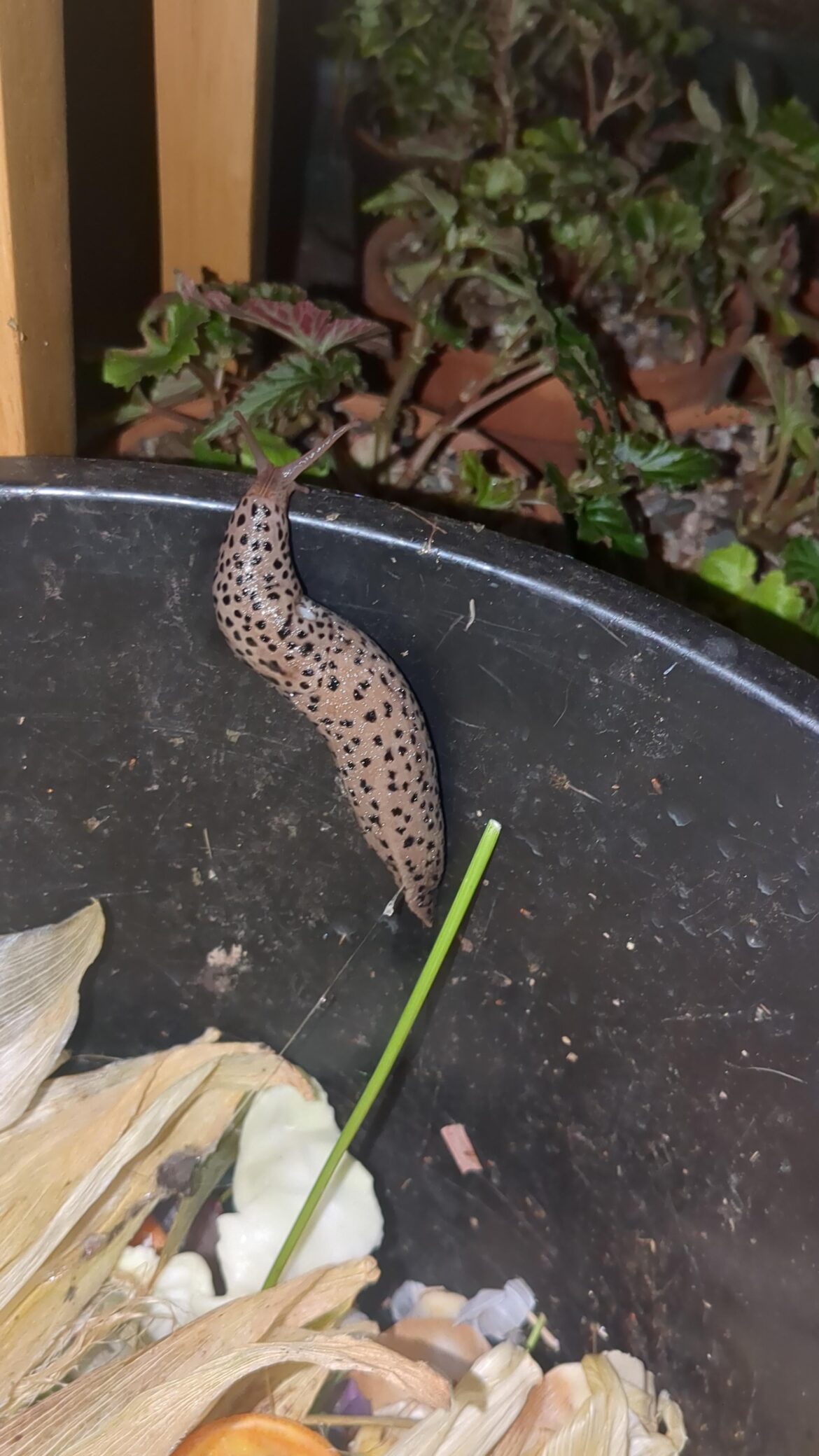 Absolutely beautiful leopard slug!