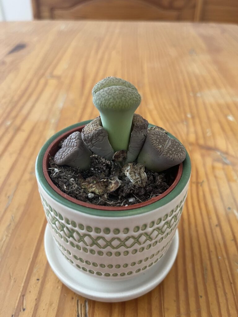 Stones drying while others thrive, how do I care for it? Stones drying while others thrive, how do I care for it?