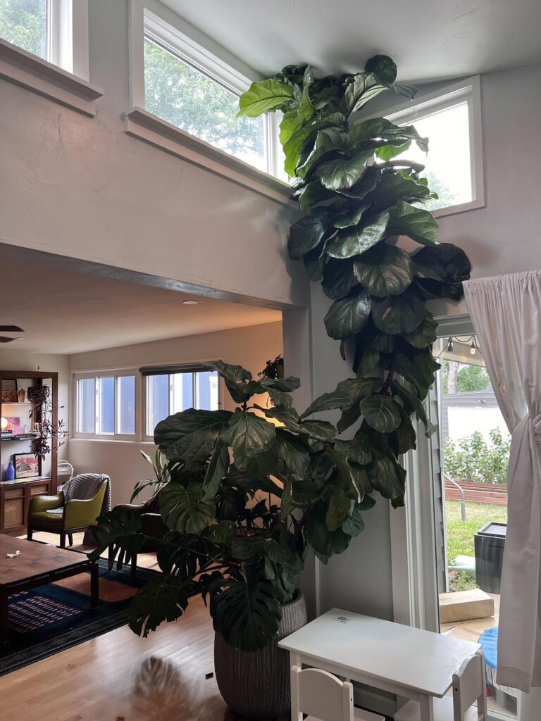 Safe to trim fiddle-leaf?