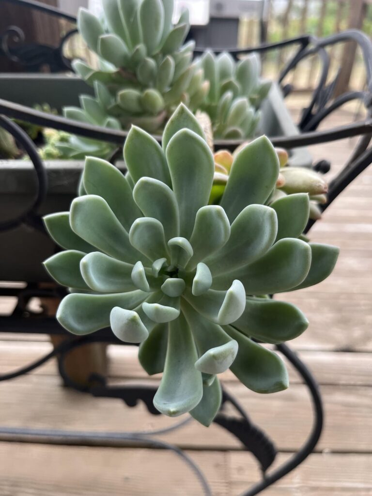 What type of echeveria is this and how can I safely propagate? Also, is the main stalk salvageable if I cut off some of the bald trunk?