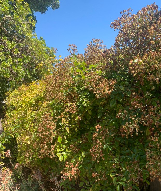 Rambling rose (Rosa mulliganii). Another vigorous plant, this rambler can...