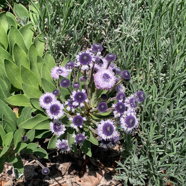 Globe daisy (Globularia sarcophylla 'Blue Eyes'). This cultivar has blue...