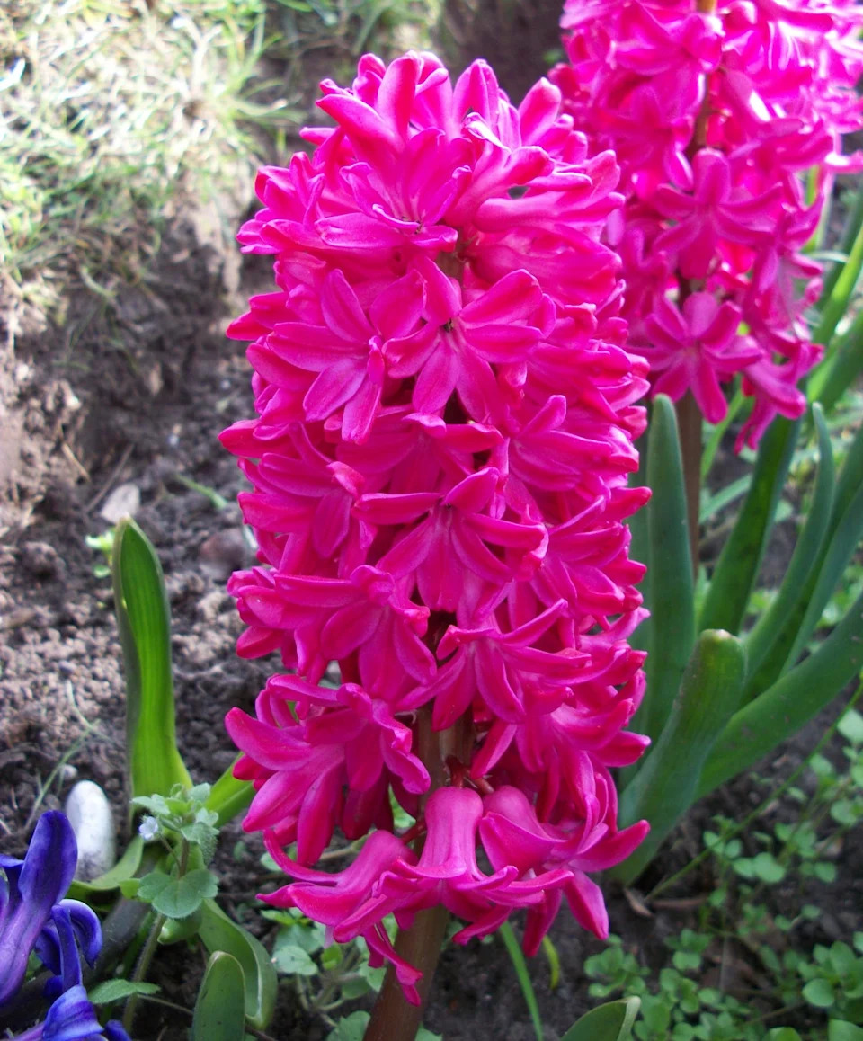 Hyacinth ‘Jan Bos’ (Taylors Bulbs)