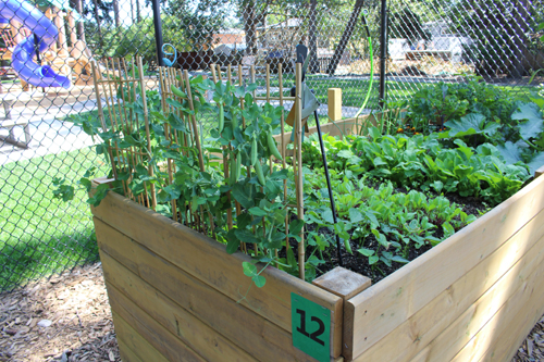 Porcher Park, community garden, playground