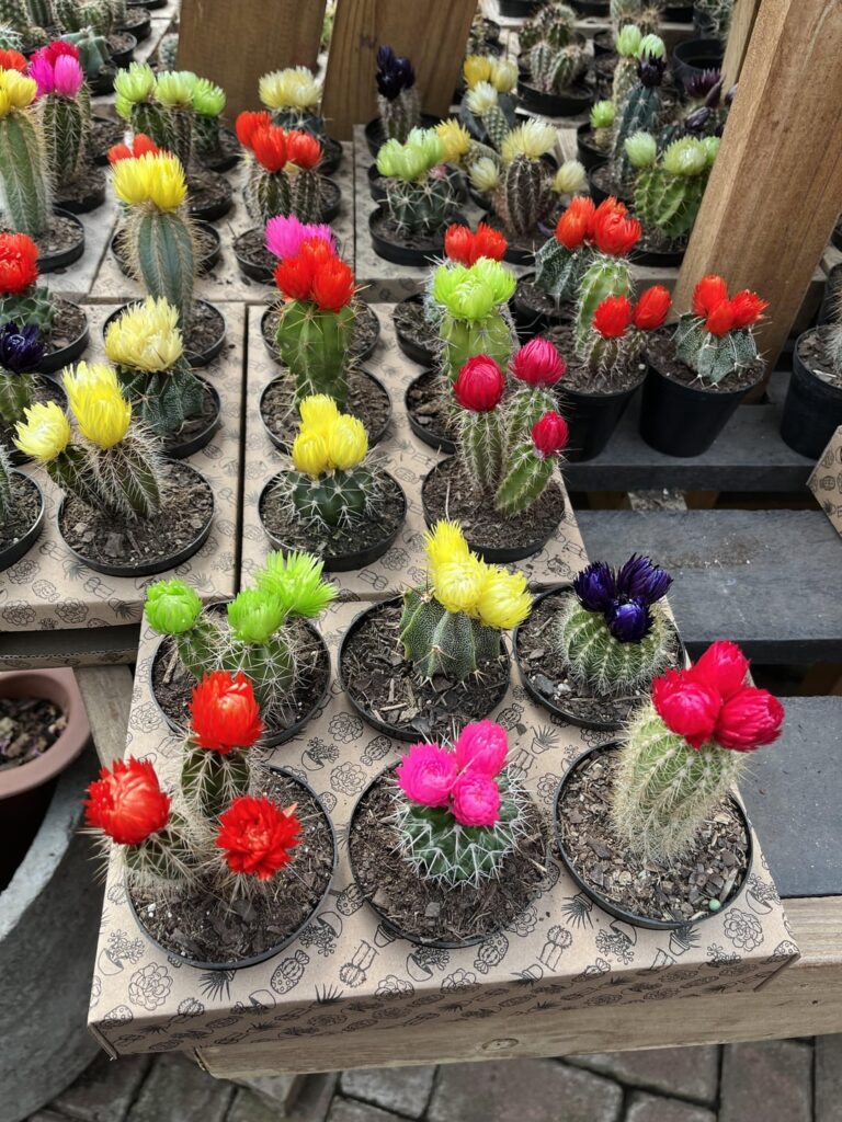Are these flowering cacti artificially colored ?