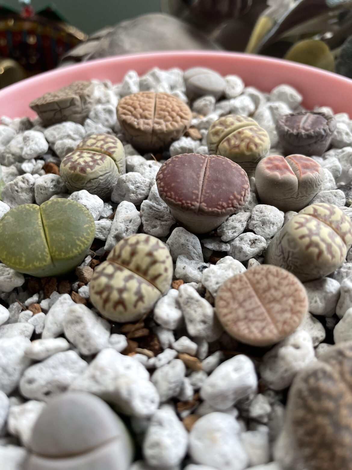 Water Again or Separate the Wrinklys? Water Again or Separate the Wrinklys?