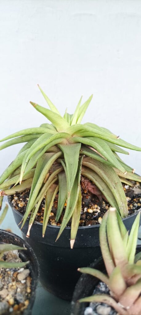 Please Help ID My Plants