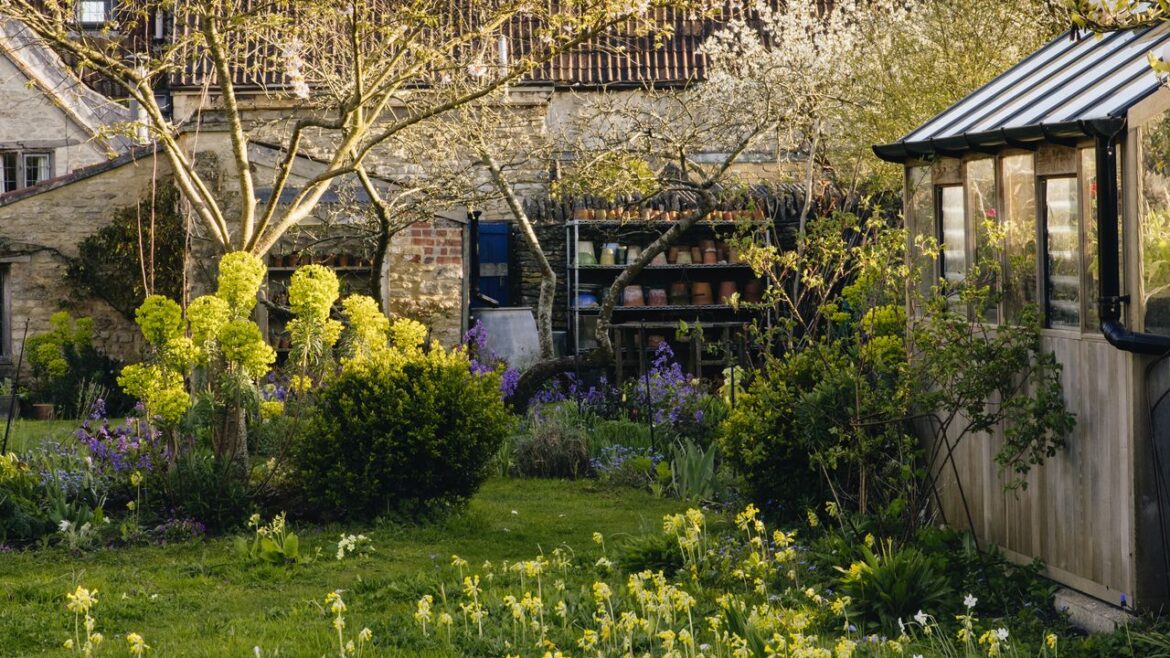 All the wildflowers you can grow at home (and how to do it)