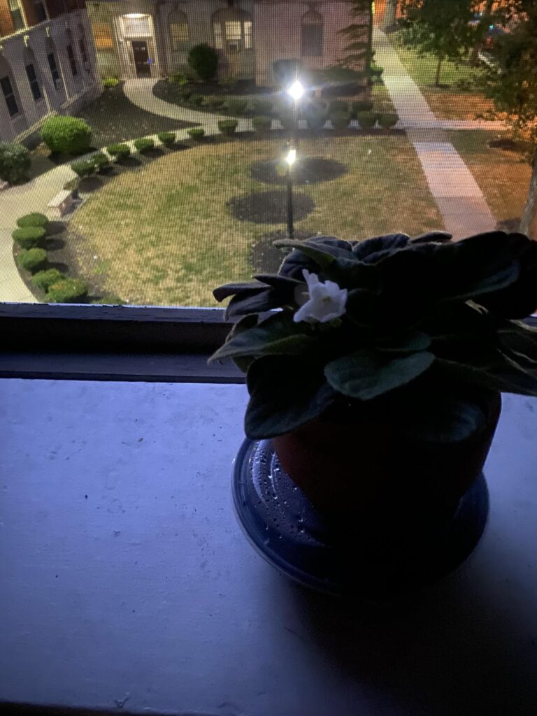 My African Violet is flowering