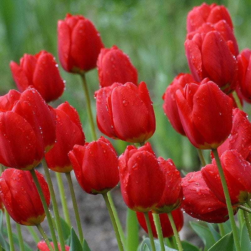 Tulip Bulbs
