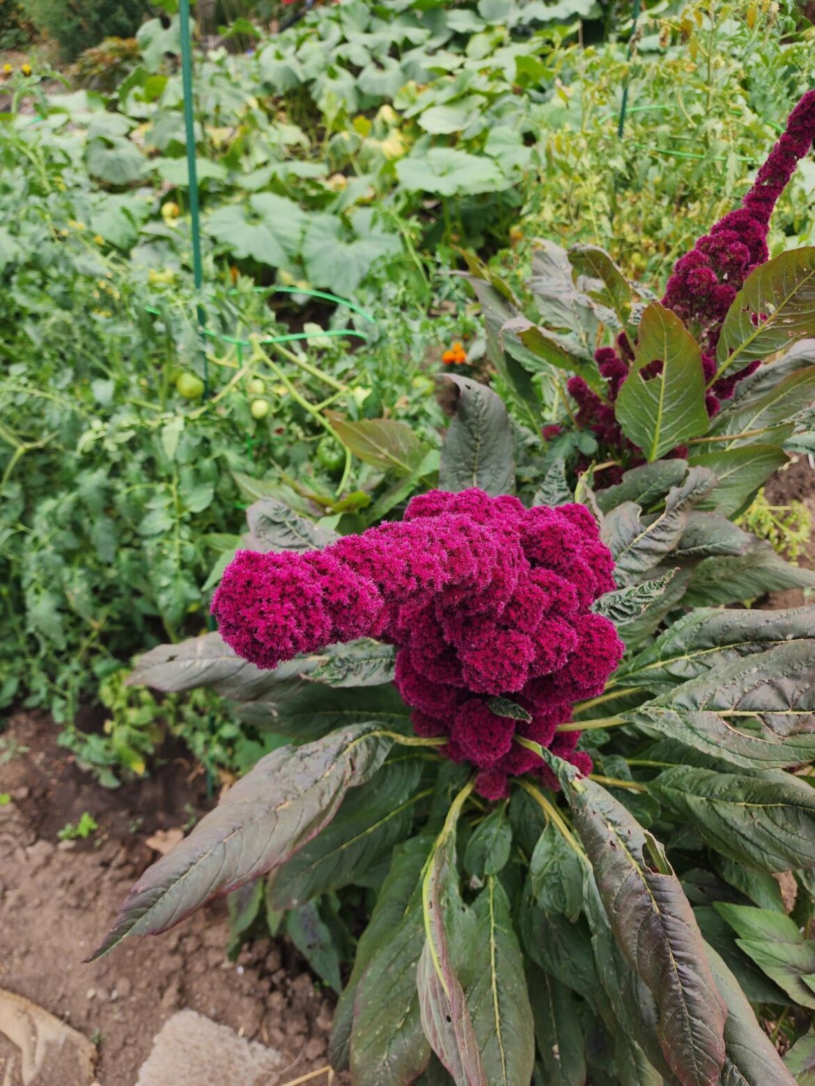Cockscomb, amaranth or something else?