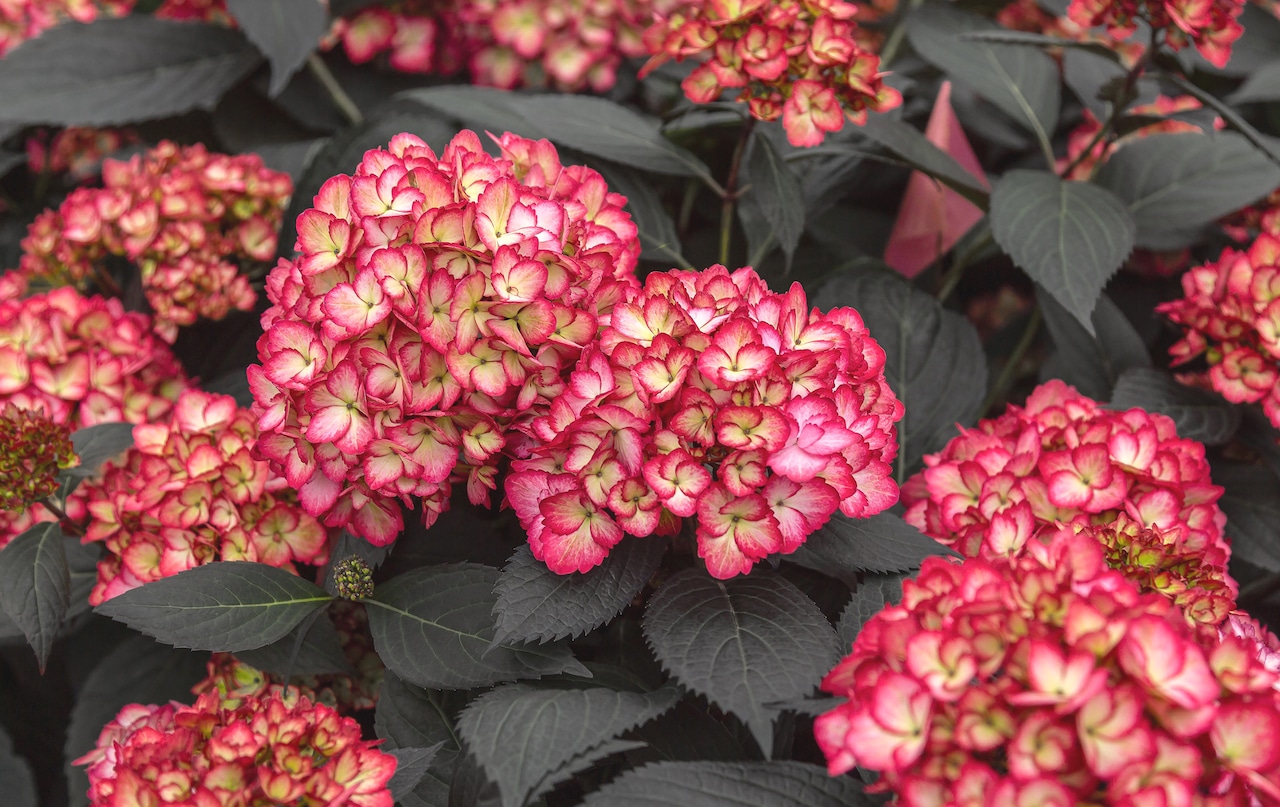 Flowers and foliage