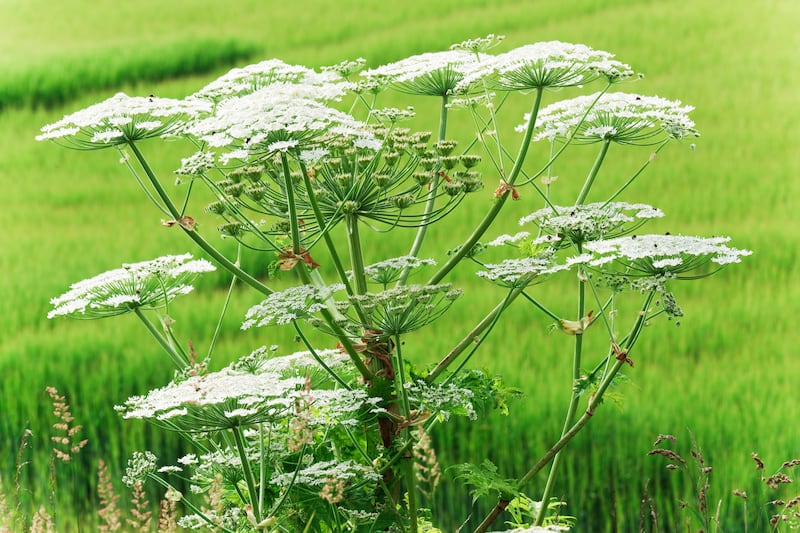 Giant hogweed was introduced into Ireland during the Victorian era. It can threaten the stability of river banks as well as human health. Photograph: Getty Images