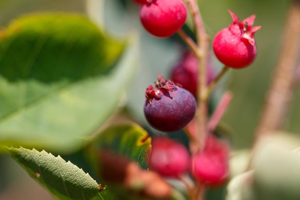 Serviceberry berries in nature. Macro.