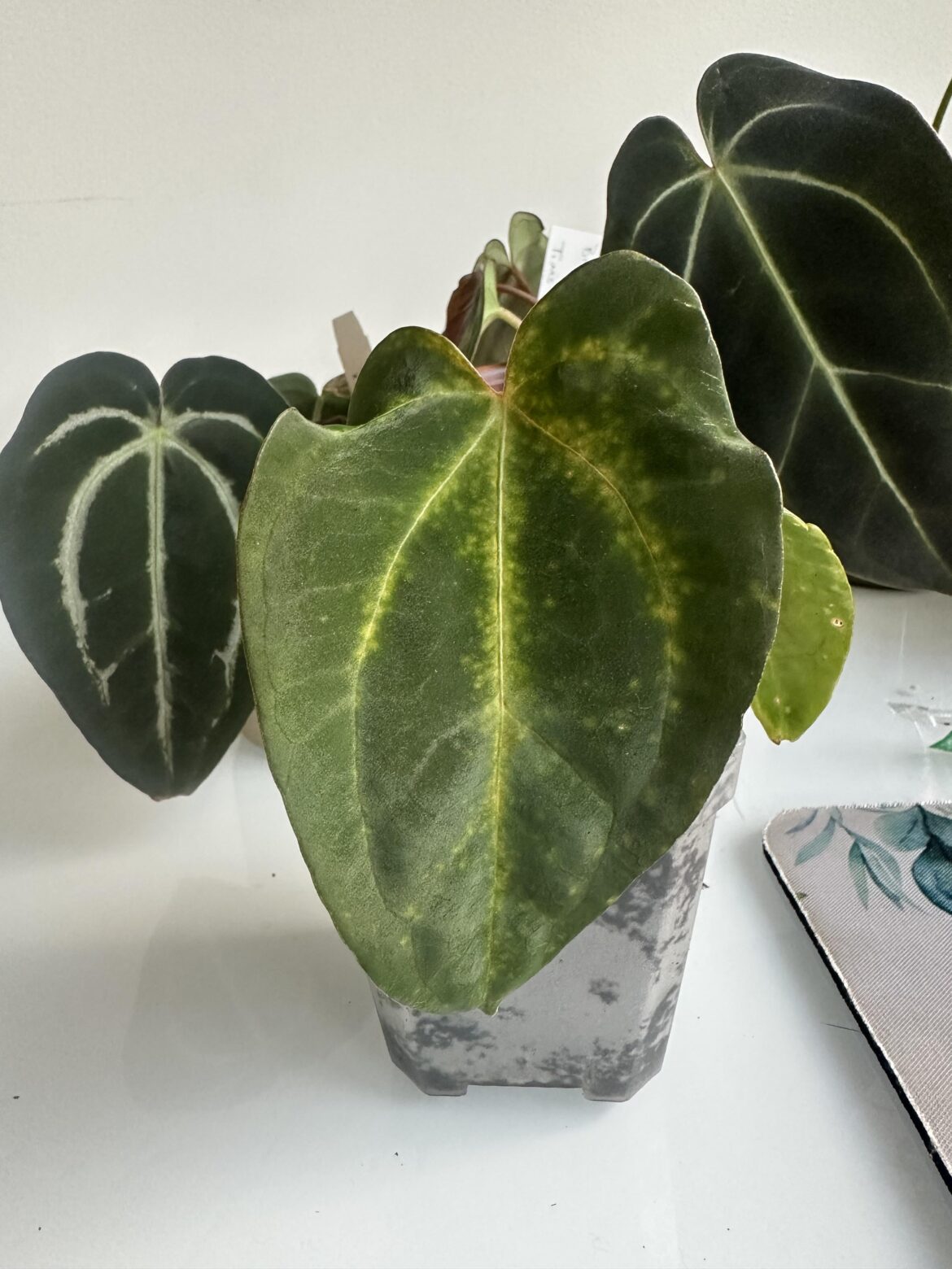 Any help with my Carla x Pap RL?