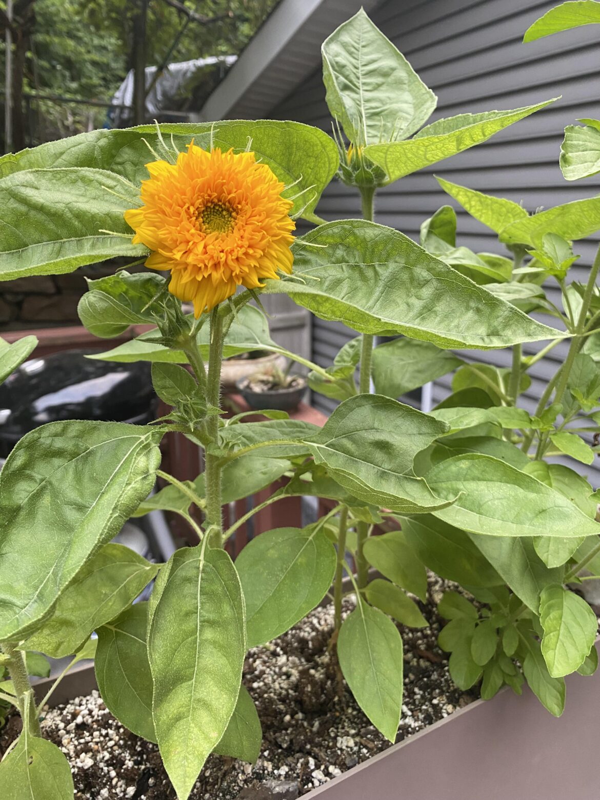 My tiny sunflower is finally blooming!
