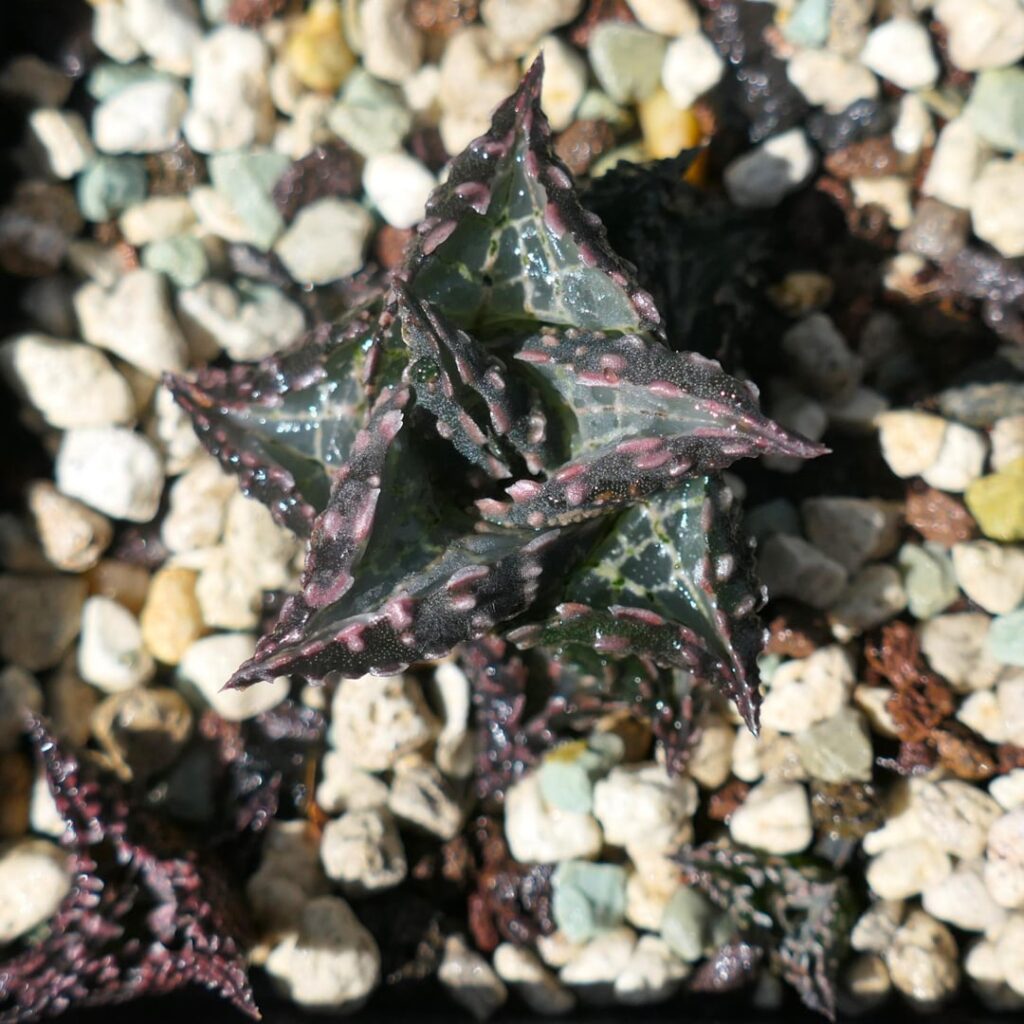 Dinosaur after a summer rain