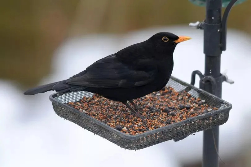 A blackbird in a garden.