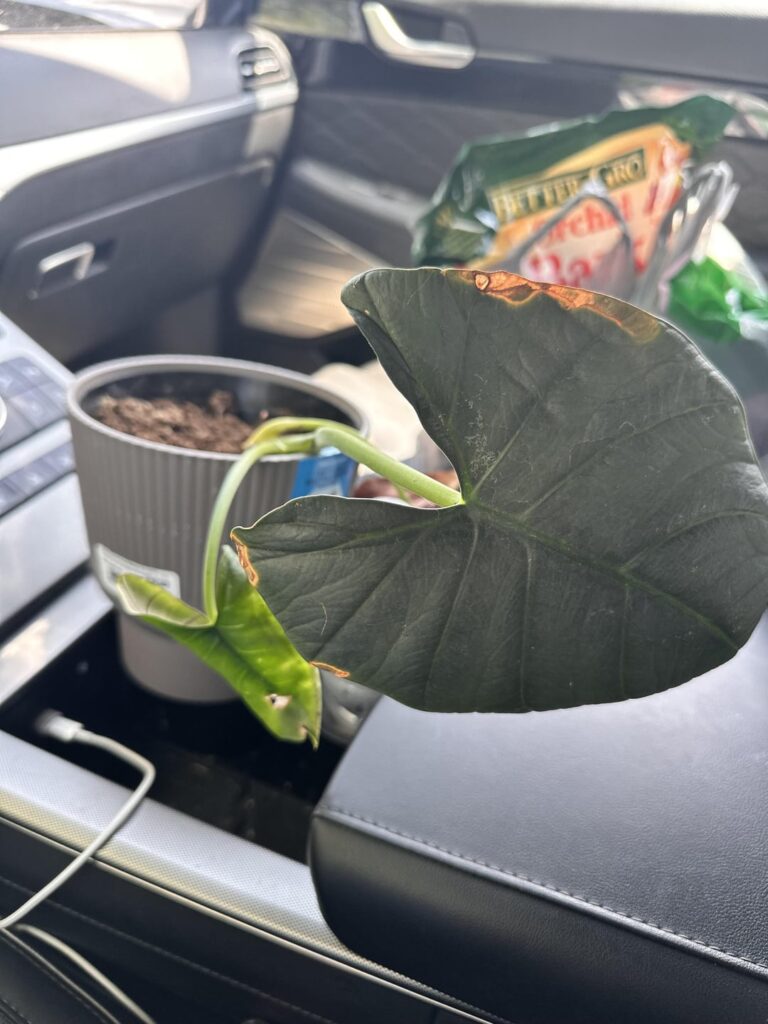 What is this?