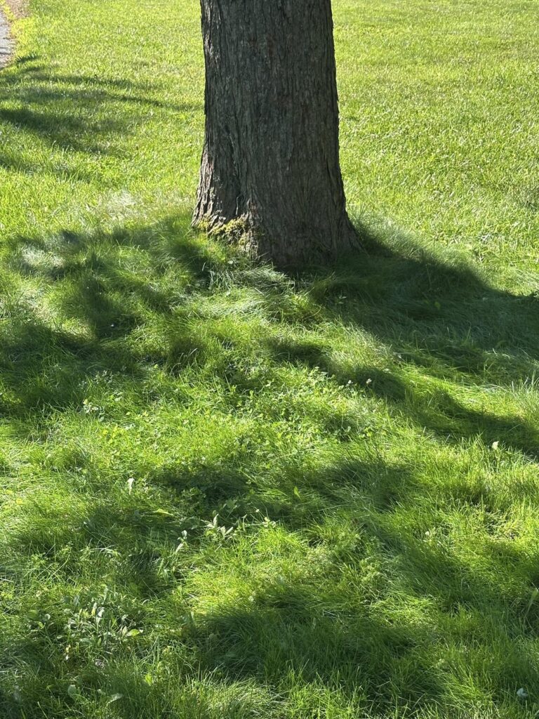 Cleared dirt from around roots, are these all girdling roots I should cut? Cleared dirt from around roots, are these all girdling roots I should cut?