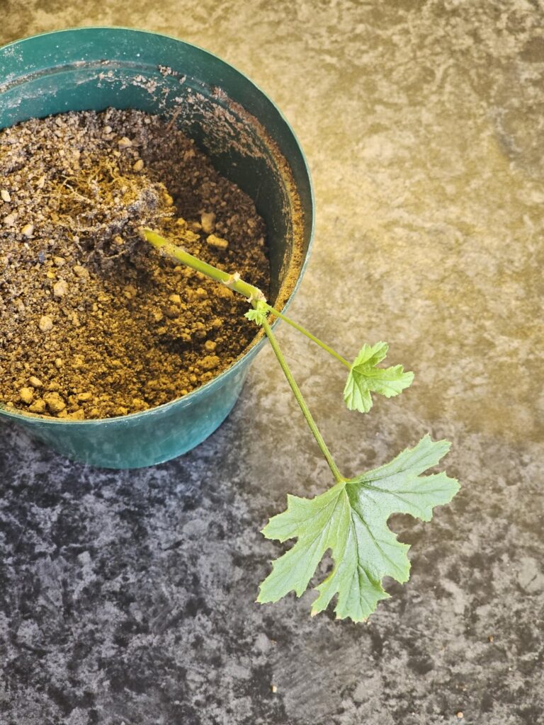 Feel like I'm finally getting better at propagating Pelargonium!