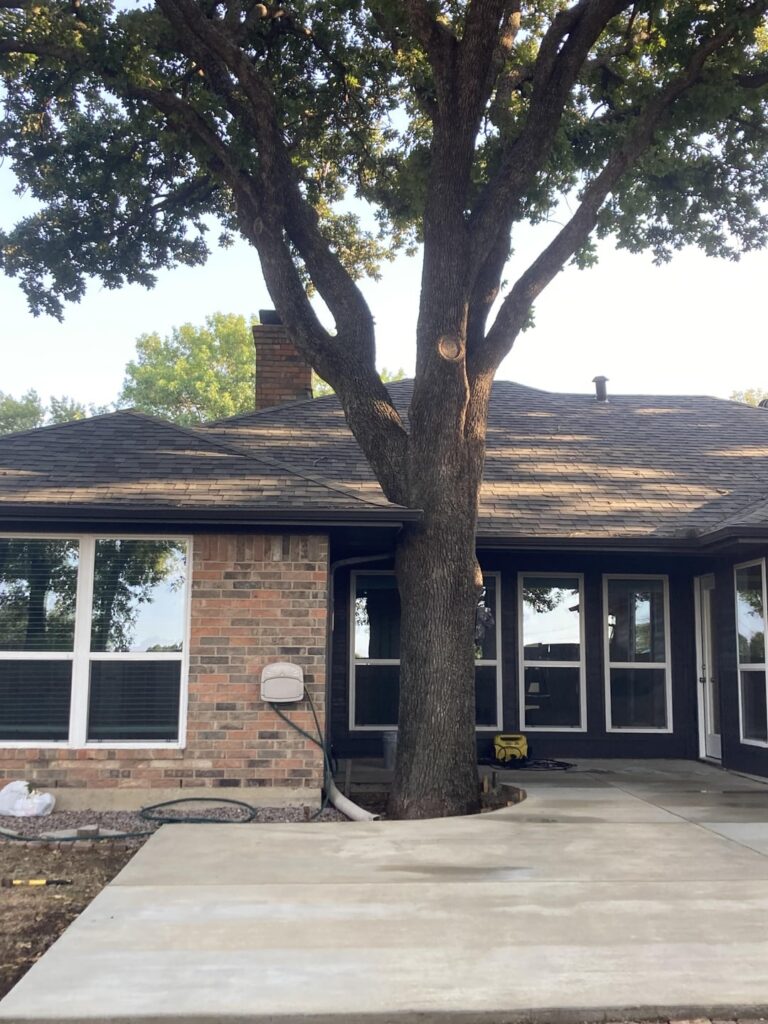 Will this 100 year old Post Oak be ok?