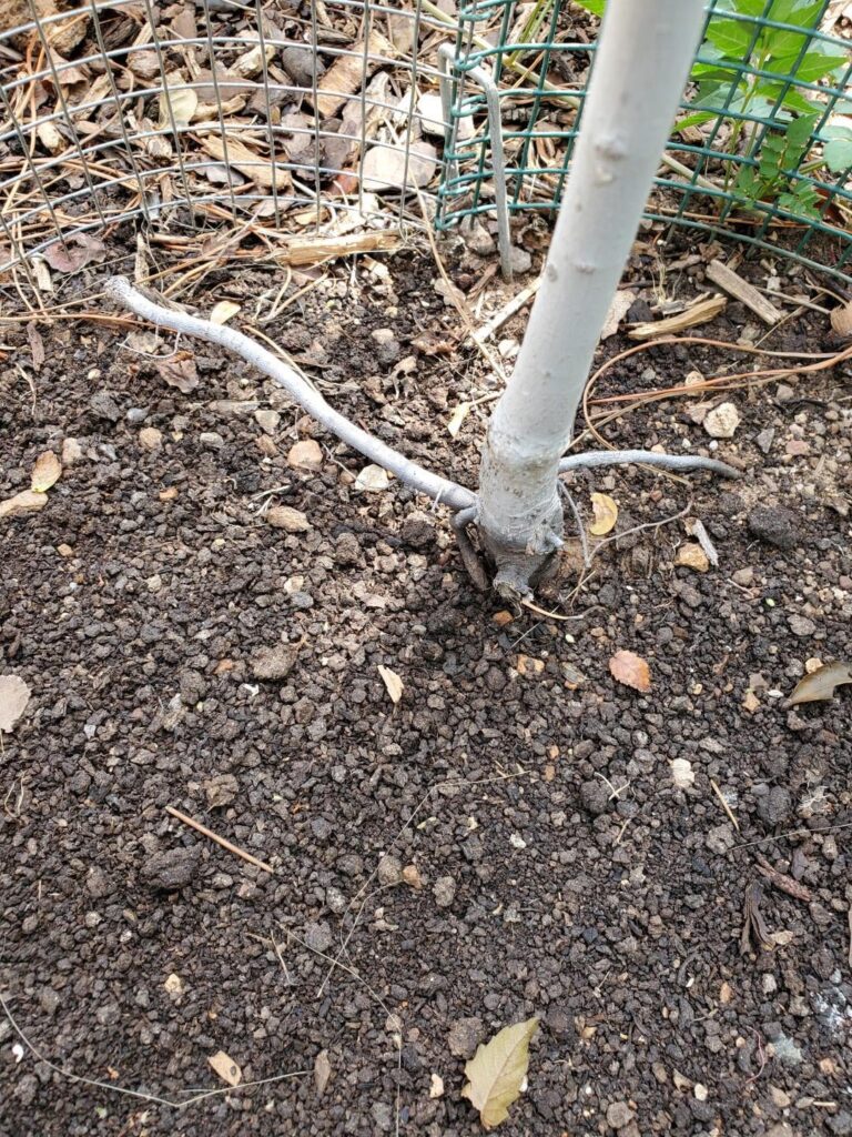 Cedar Elm - Inherited this from a friend root bound with several adventitious roots above the root flair. Cut half of them when I planted it. What should be the year 2 dormant season plan for the remaining ones? Cut all of them? Cut half again? Thanks!