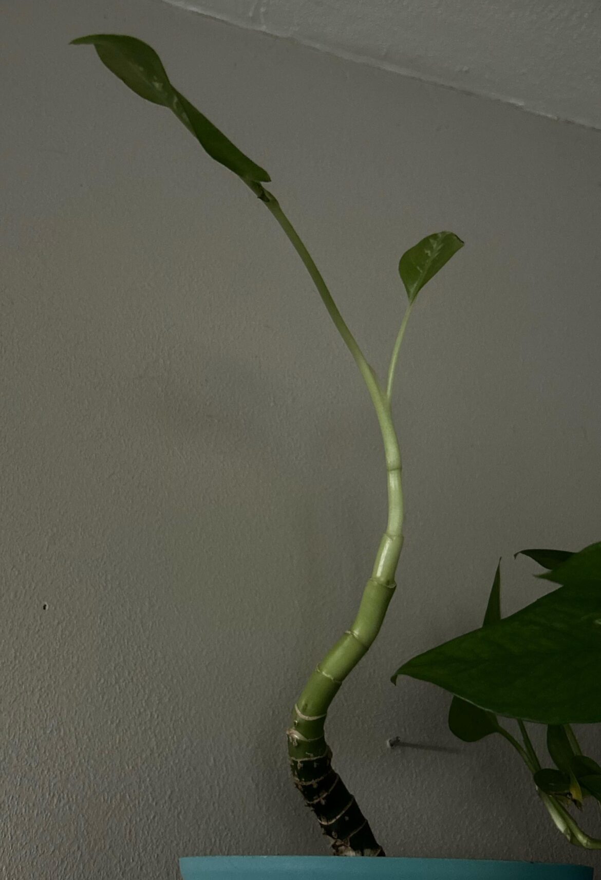 Should I just chop it Should I just chop it