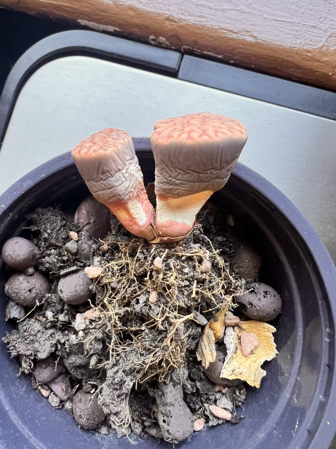 How do I save this guy?