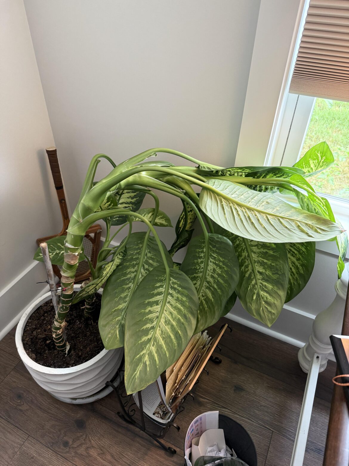 My moms leaning dieffenbachia
