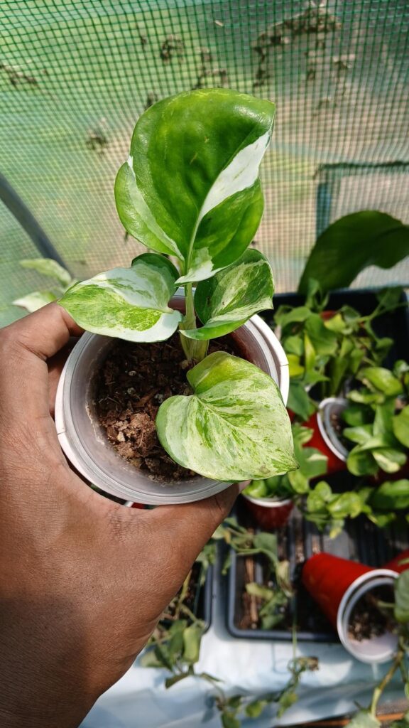 Is this a sick plant or a beautiful plant
