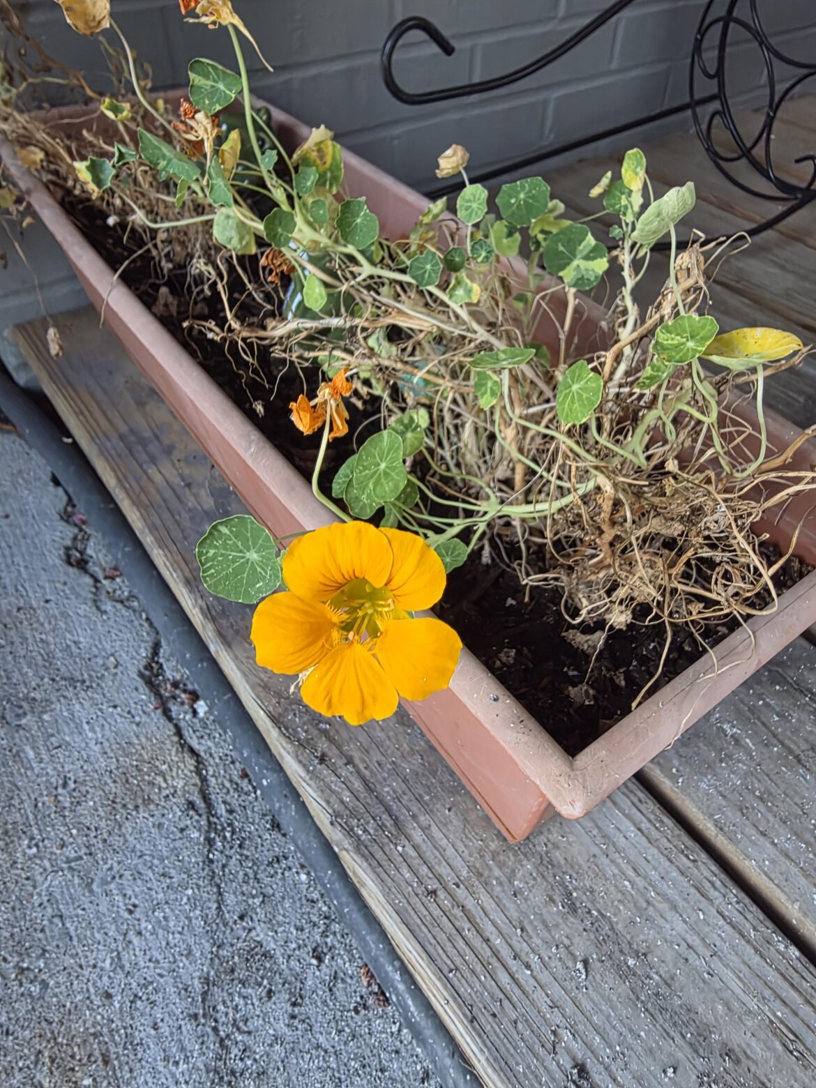 Poor little guy gets no love