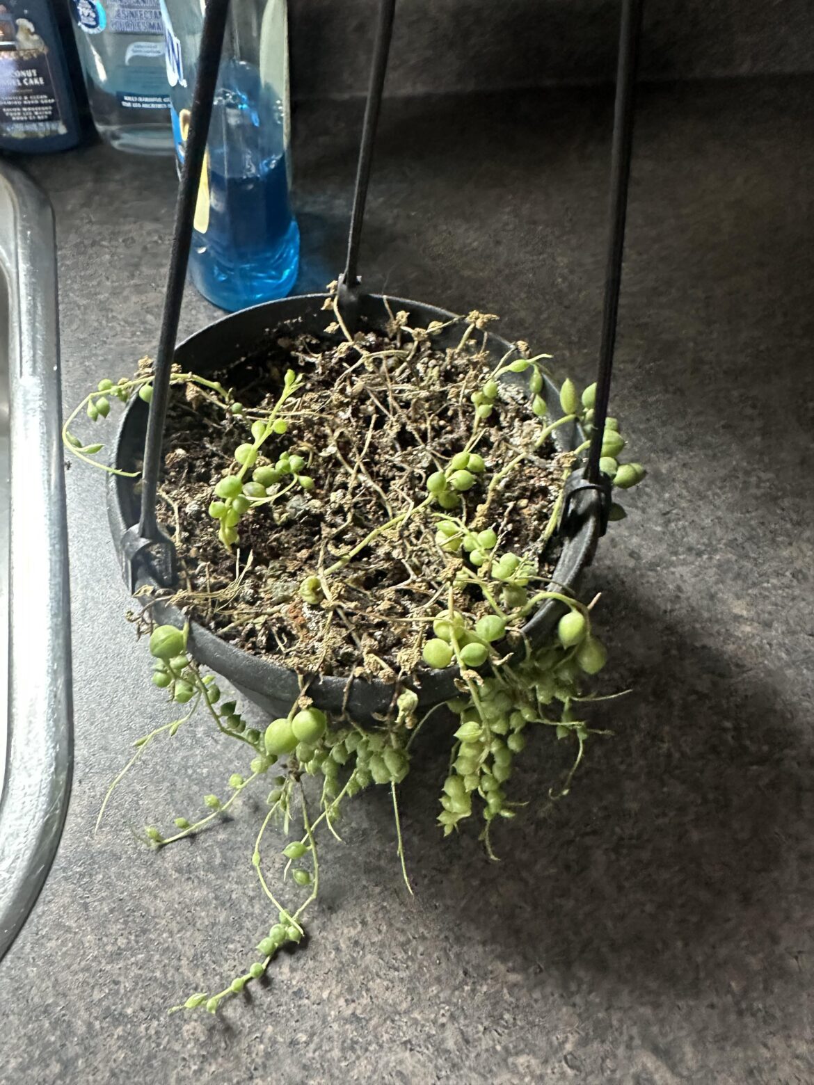 SOP help! SOP help!