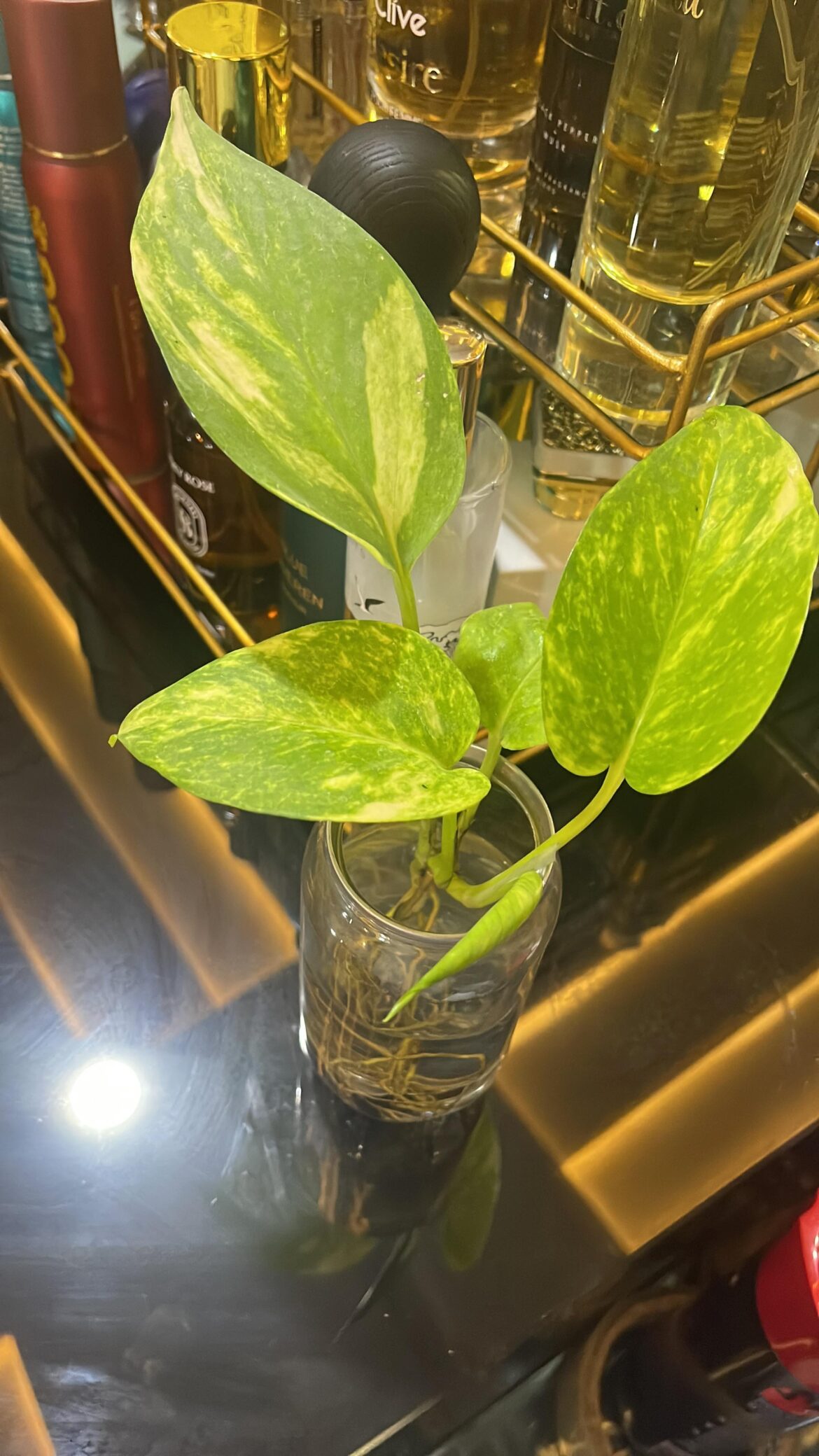 I don’t want to put this in soil. How long can I keep this as it is?