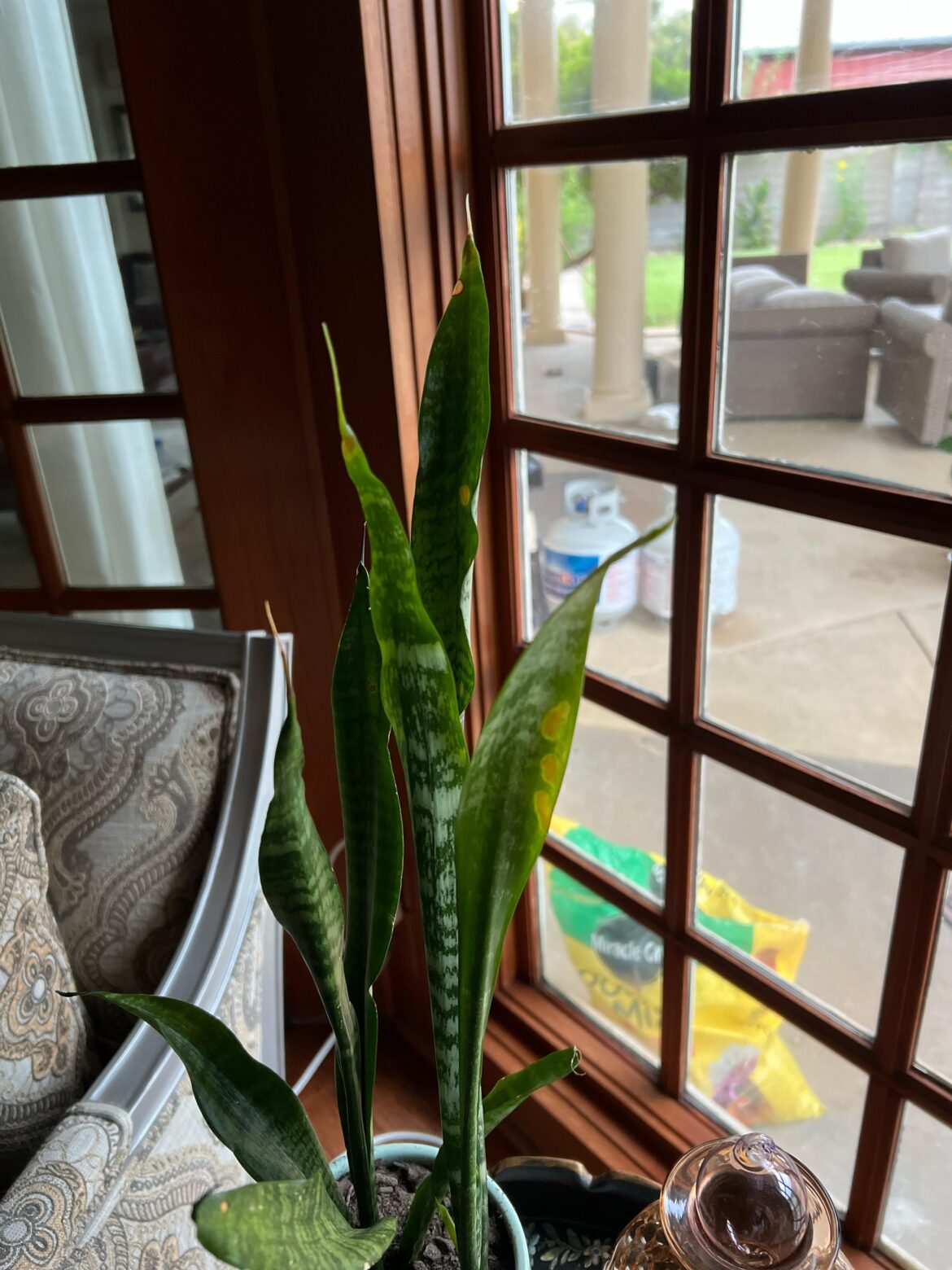 Is my Snake plant doing alright?