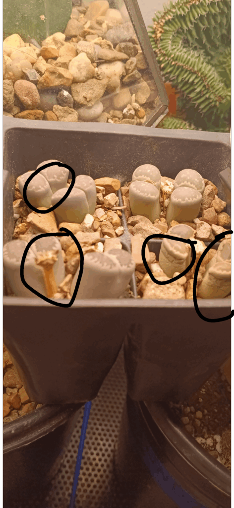 Lithop care Lithop care