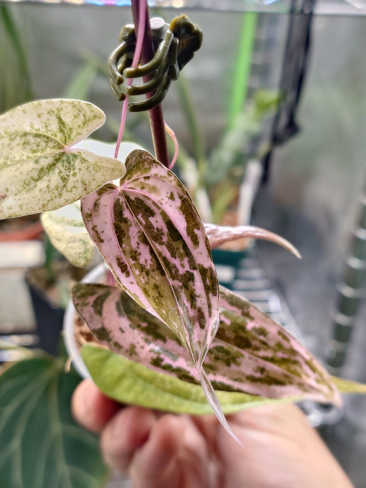 dioscorea filiformis pink pixel 🩷😻