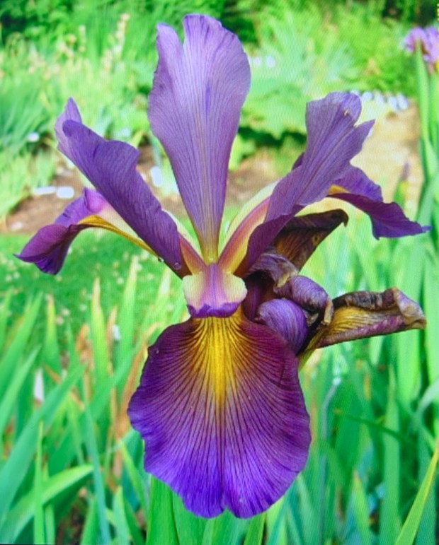 Blue iris (Iris spuria ‘Always a Mystery’). The American Iris...