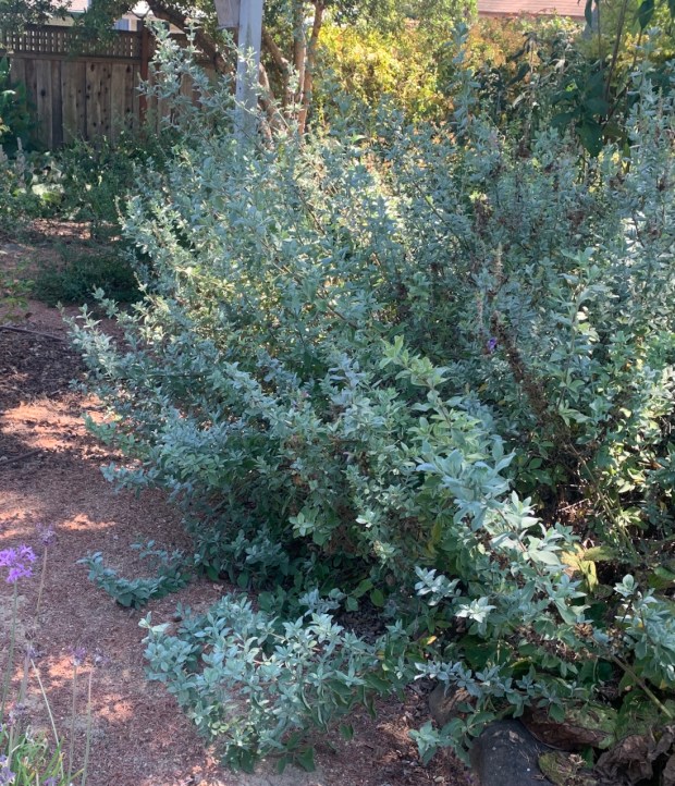 Blue African sage (Salvia africana-caerulea). This South African native has...