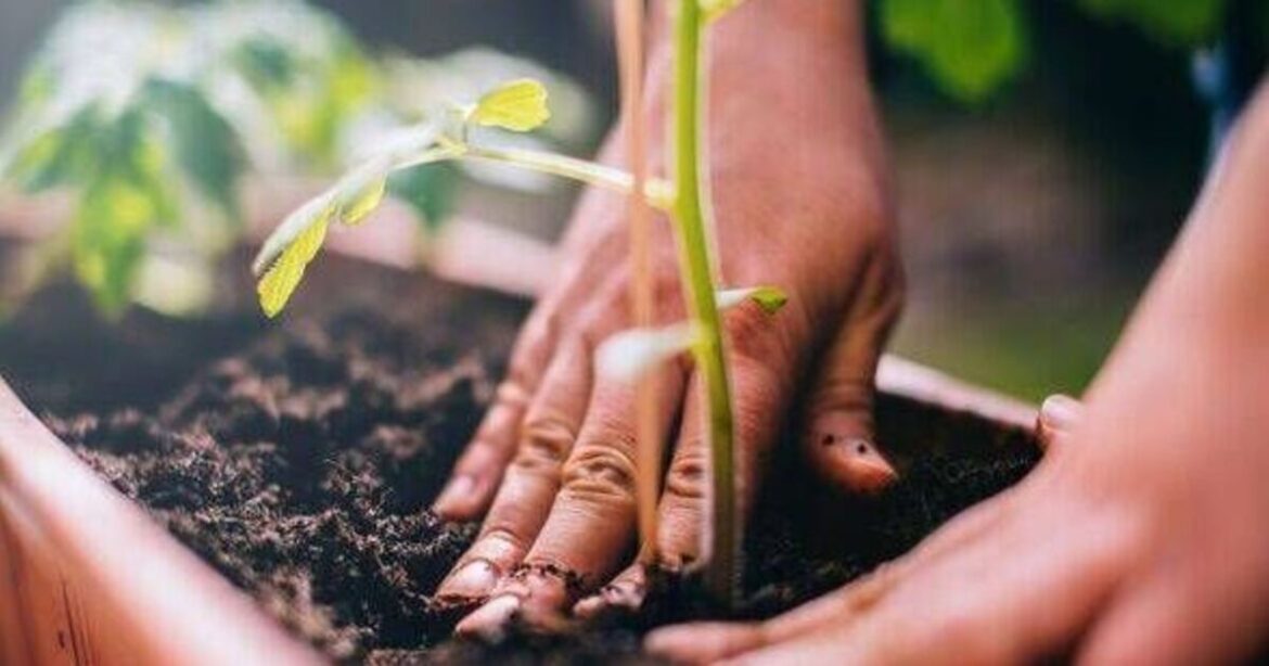 Gardening expert reveals one kitchen item that will promote growth
