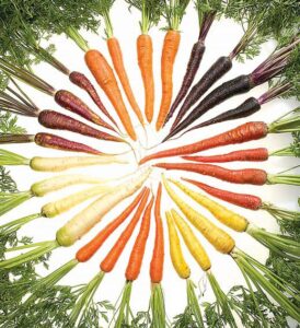 Rainbow colored carrots This work has been released into the public domain by its author, Stephen Ausmus, U.S. Department of Agriculture. This applies worldwide. Stephen Ausmus, U.S. Department of Agriculture, grants anyone the right to use this work for any purpose, without any conditions, unless such conditions are required by law.