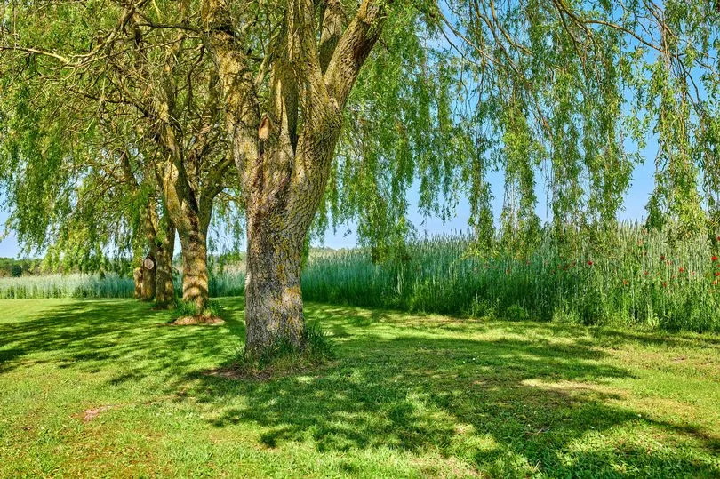 Weeping Willow tree