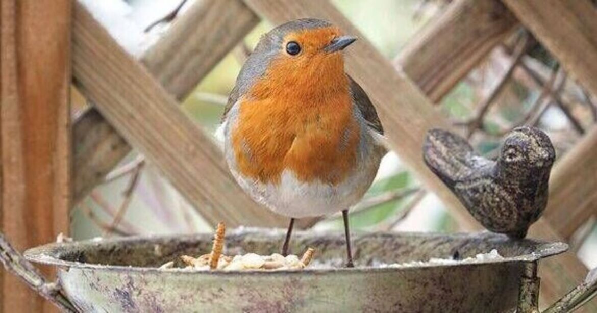 Two fruits can help attract five species of birds to your garden this August – Science – News Two fruits can help attract five species of birds to your garden this August - Science - News