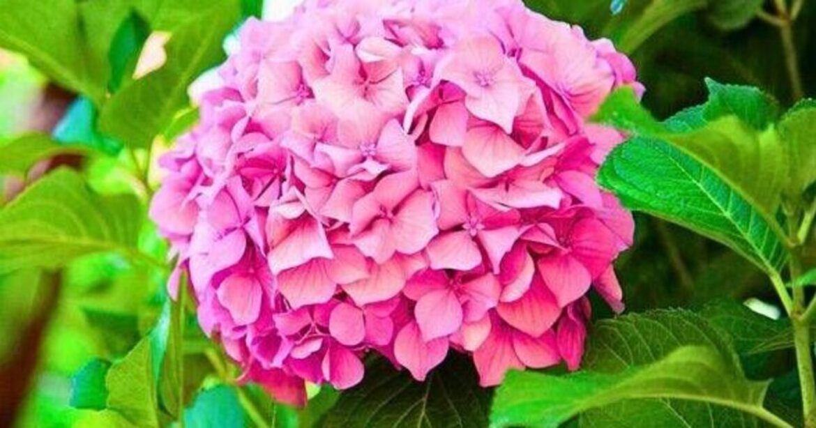 Hydrangeas will grow fluffier and even perkier flowers if 1 simple task is done