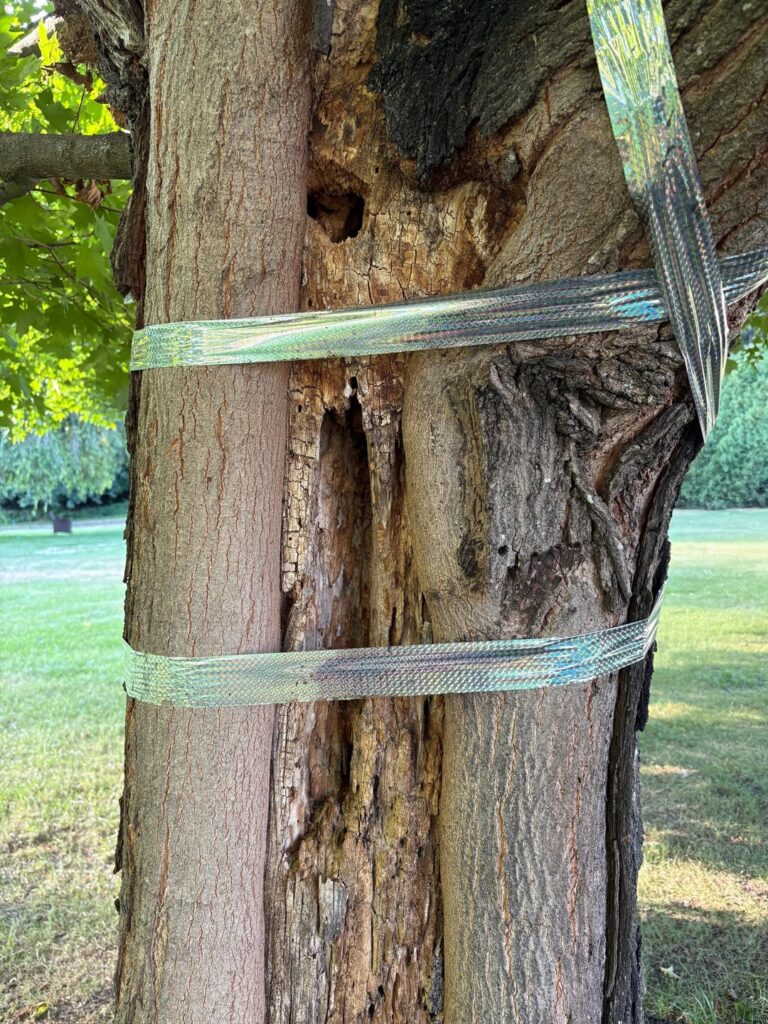 What's wrong with my trees?