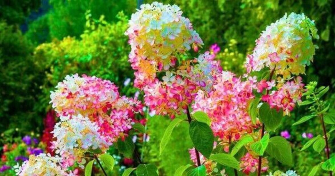 Hydrangeas will be 'stronger and healthier' this fall if task is done