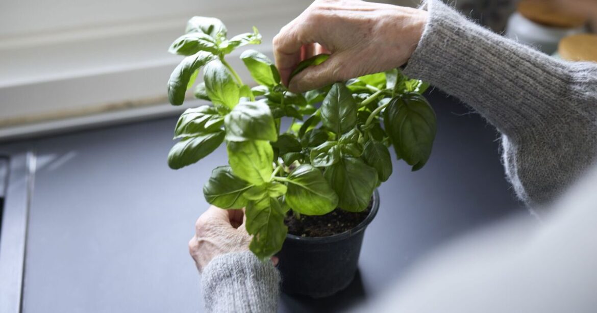 Basil will taste better when 10-second task is done every week